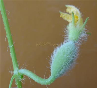  Female flower